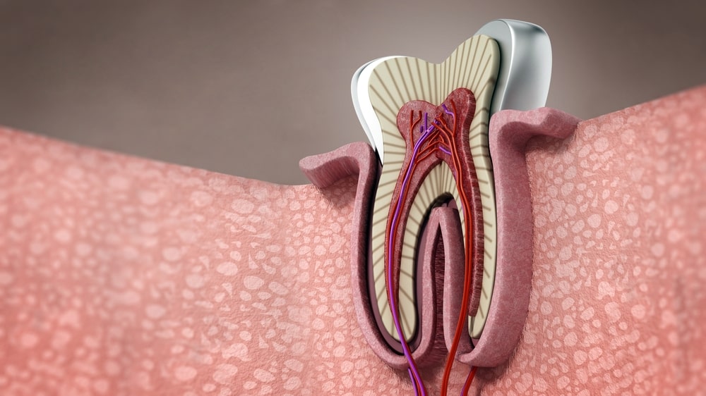 Histologie et anatomie du parodonte, classification et traitements des maladies parodontales — photo 3